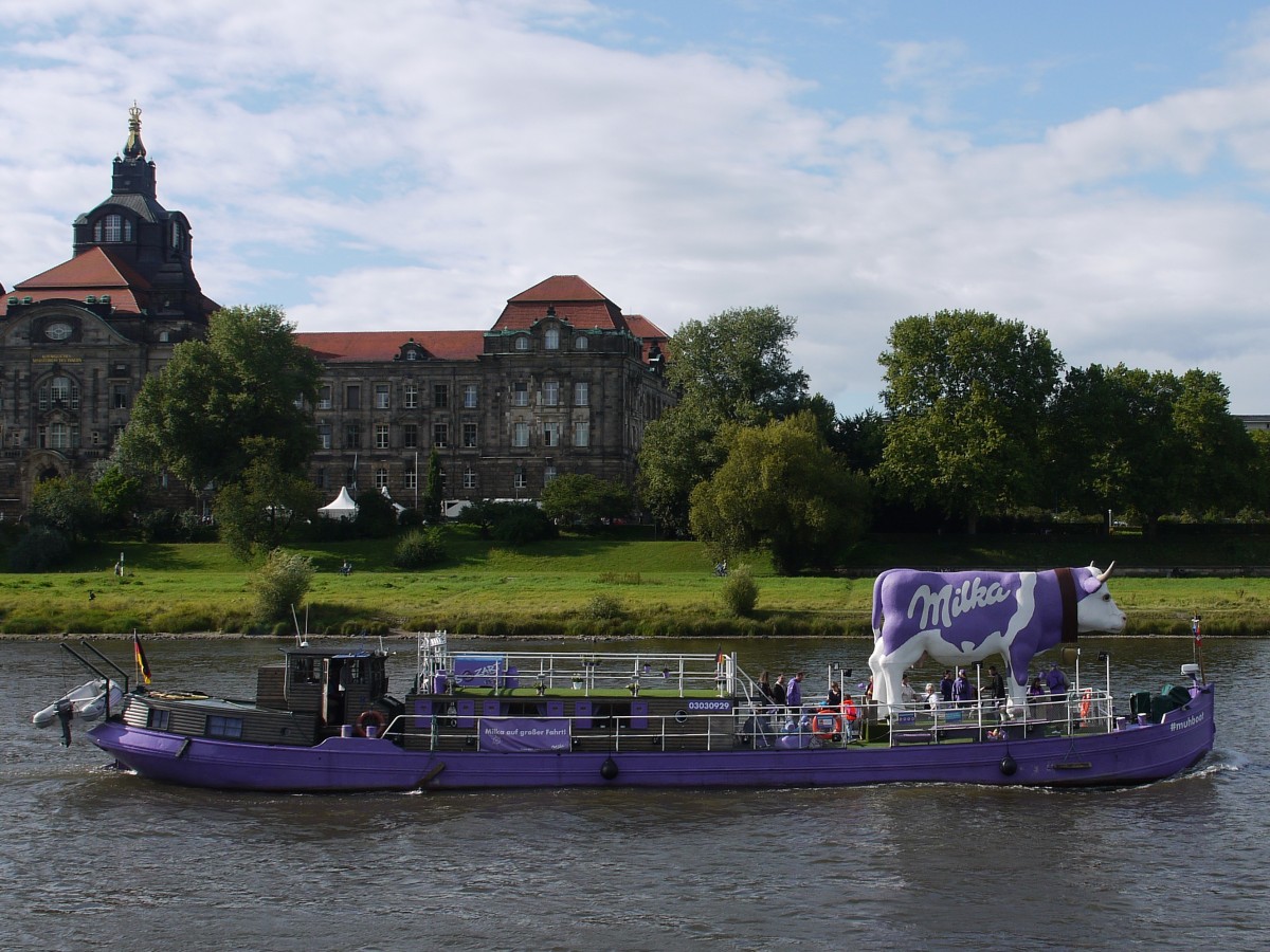 03030929 ex Catharina Cornelia, ex Veruna als Eventschiff #muhboot mit lila Kuh  Milka auf großer Fahrt  die Elbe zu Tal in Dresden; 16.08.2014
