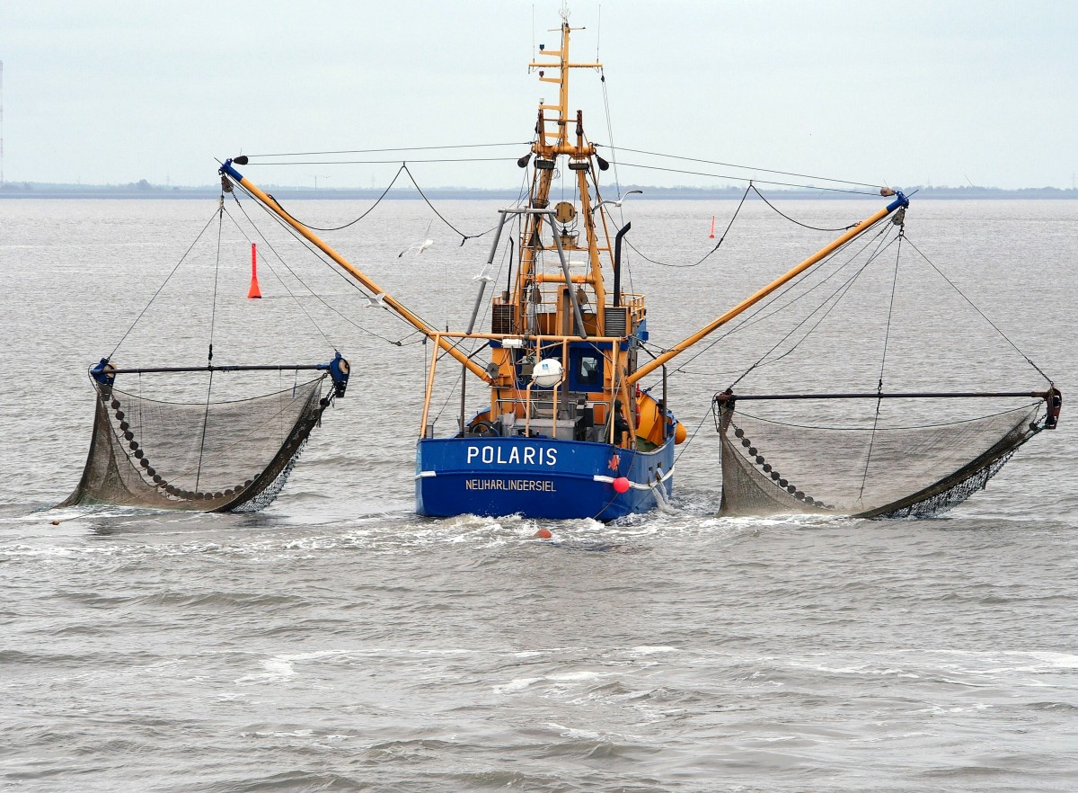Baumkurrenfischerei. Der Krabbenkutter POLARIS, Fischereinummer NEU 230, im Wattenmeer zwischen Neuharlingersiel, Spiekeroog und Langeoog am Morgen des 15. Mai 2014.