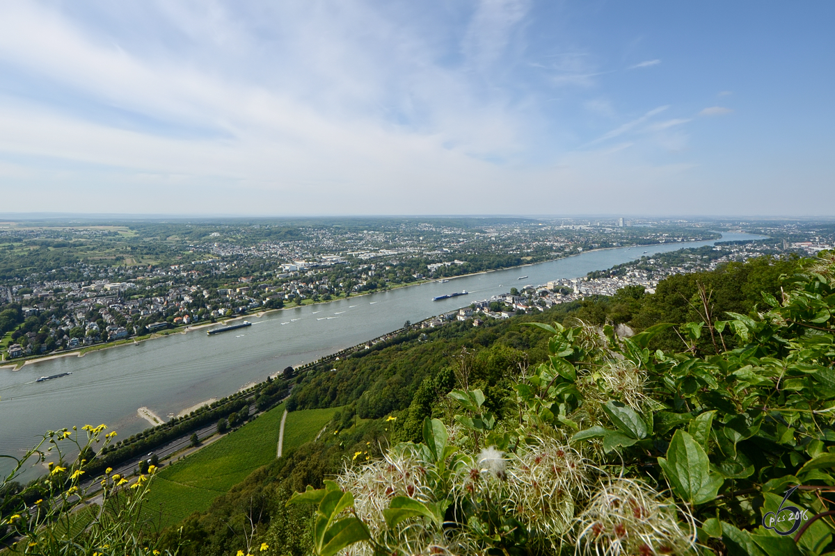 Blick vom Drachenfels auf den Rhein (Königswinter, August 2012)