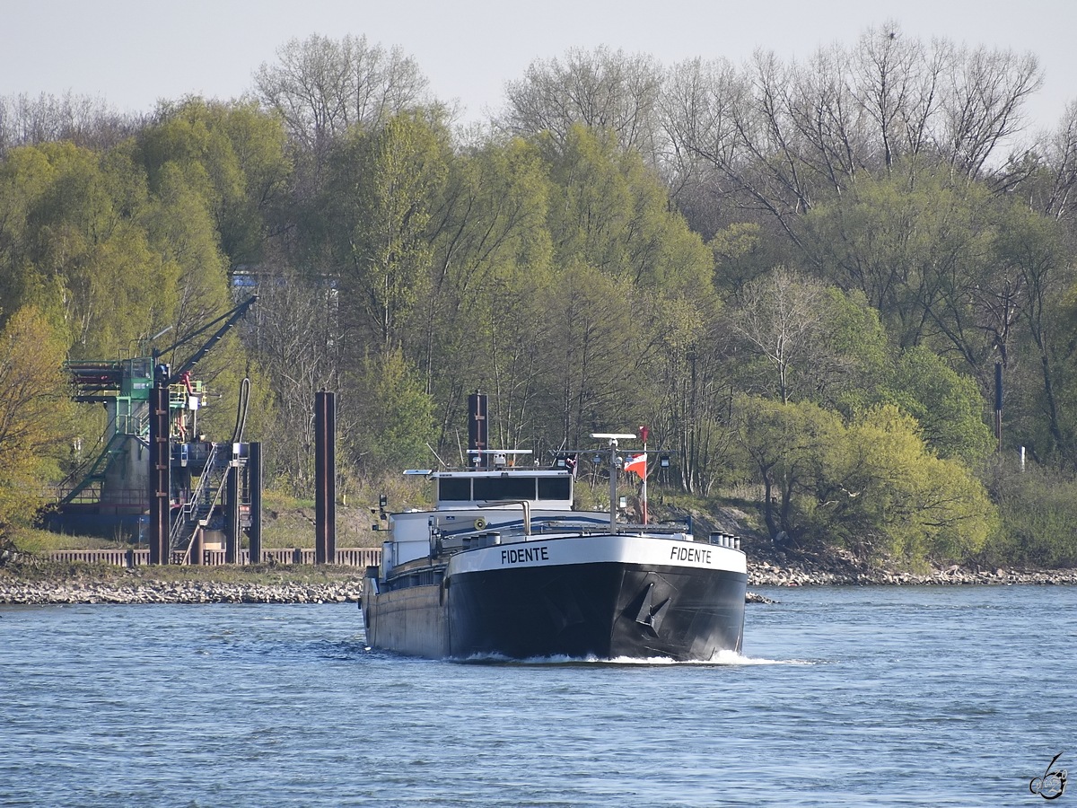Mitte April 2021 war auf dem Rhein bei Duisburg das Gütermotorschiff FIDENTE (ENI: 02327351) zu sehen.