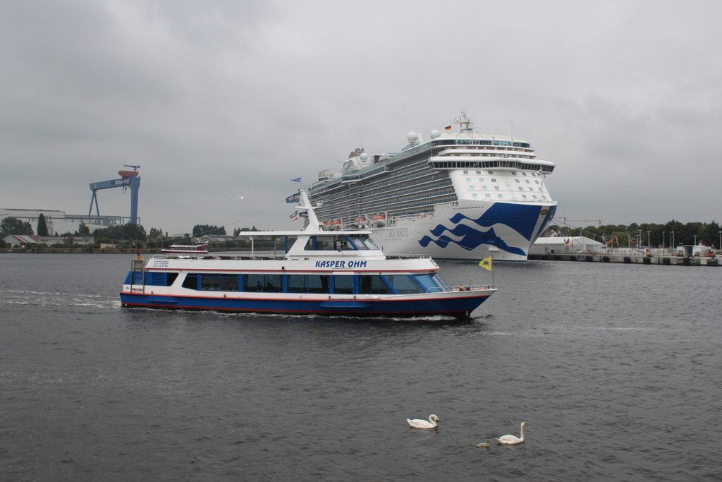 tierische Begleitung gab es am Morgen im Rostocker Seekanal für das Fahrgast-Schiff Kasper Ohm im Hintergrund lag die Regal Princess.08.07.2017