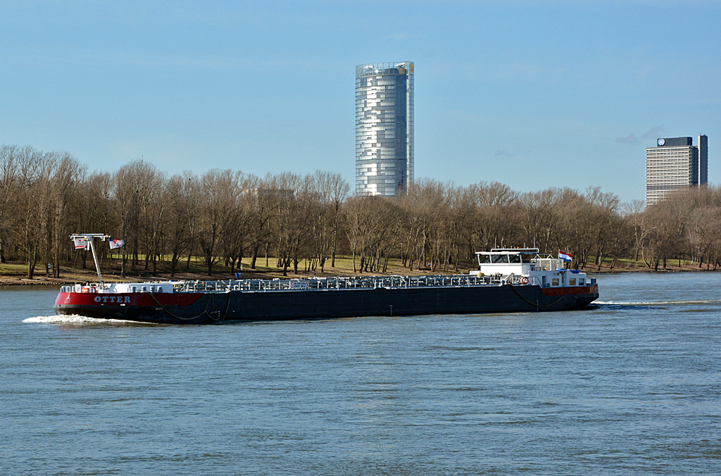TMS  Otter  auf dem Rhein bei Bonn-Oberkassel - 12.02.2014