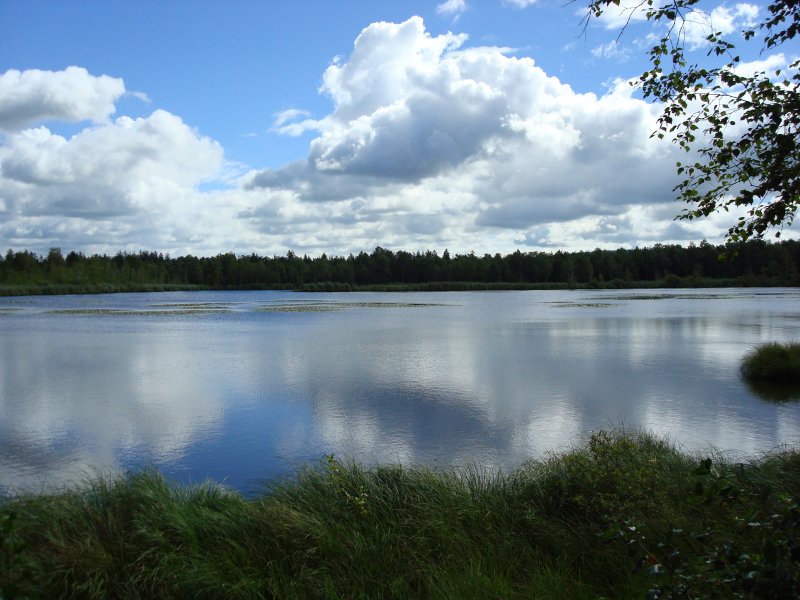 Riedsee im Wurzacher Ried,
das grte noch intakte Hochmoorgebiet Mitteleuropas,
der See entstand aus einer vollgelaufenen Torfgrube,
heute Naturschutzgebiet,
2008 