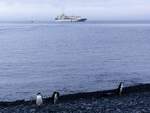MS Hamburg auf Reede vor Yankee Harbor - Greenwich Island -  Süd Shetland Inseln - Antarktis  am 8.1.2022. Im Vordergrund 3 Zügelpinguine.