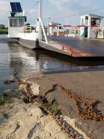 Elbe Die F�hre kurz vor der Anlandung, dann schieben sich die dicken Stahlplatten der Landungsbr�cke auf die Bitumenpiste. Als Fu�g�nger sollte man hier doch lieber Abstand halten !!
