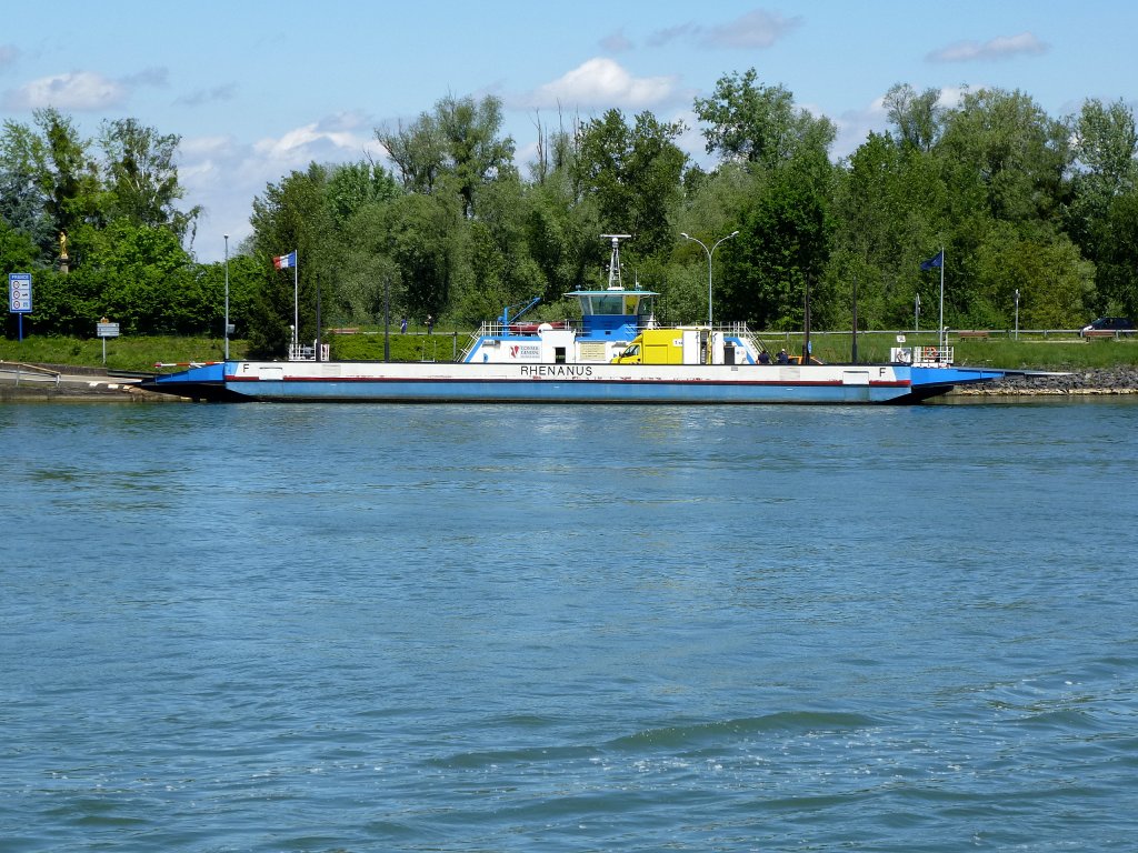 Autofhre  Rhenanus , am Elser Ufer bei Rheinau (Rhinau), gesehen von deutscher Seite bei Kappel, Mai 2013