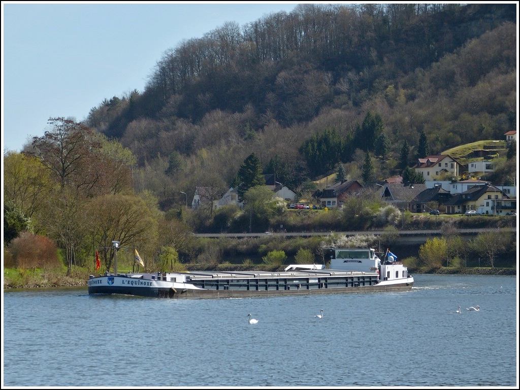 Das Frachtschiff  L'EQUINOXE  Immo 06003054, L 85m, B 8,20m, T 1317, gemeldet in Brugge (B), war am 01.04.2012 auf der Mosel bei Oberbillig unterwegs.