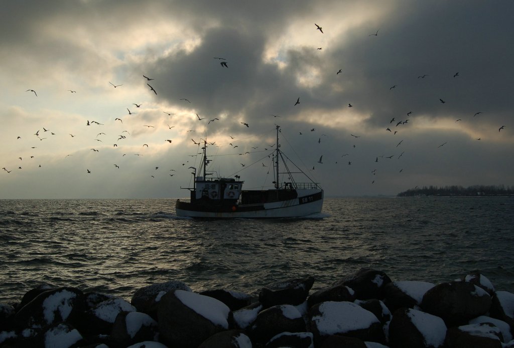 Ein Fischerboot, von einer Vielzahl von Mwen begleitet, erreicht an einem sehr kalten Winternachmittag im Februar 2013, nach lngerem Auffenthalt auf der Ostsee, in wenigen Augenblicken den Hafen von Burgstaaken auf der Insel Fehmarn. Februar 2013