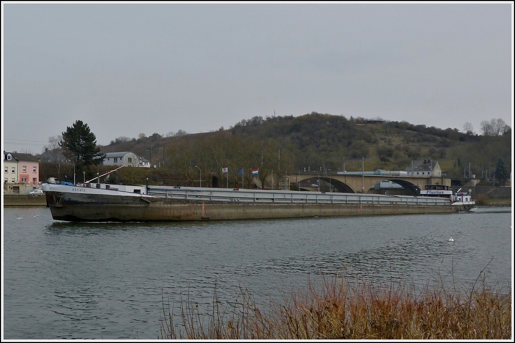 Frachtschiff ELSAVA, EUNr. 04403770, Bj 1963, L 105 m, B 9,50 m, Ladekapatzitt 1605 T, aufgenommen auf der Mosel nahe Wasserbillig Stromaufwrts am 08.04.2013. 