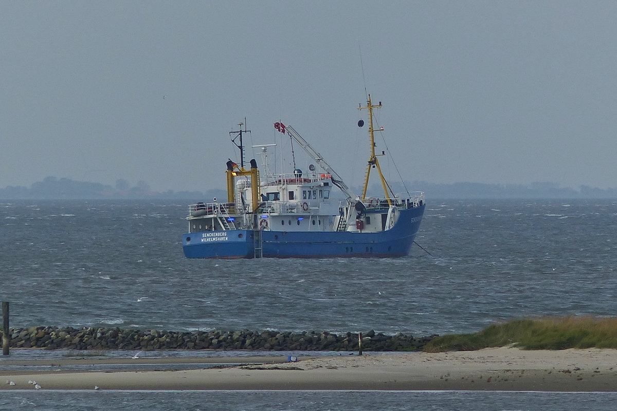 . Forschungskutter Senkenberg, Bj 1976 gbaut von der Julius Diederich Schiffswerft in Oldersum; Bau Nr. 132; IMO-Nr. 8137213; L 29,70 m; B 7,40 M; Tiefgang  max 2,70 m; Geschw. 10kn;(19 km/h);  Besatzung 5 Personen; Antrieg Klkner-Humboldt-Deutz Dieselmotor mit 470 PS;  liegt vor Spiekeroog  vor Anker.  09.10.2014  (Jeanny)