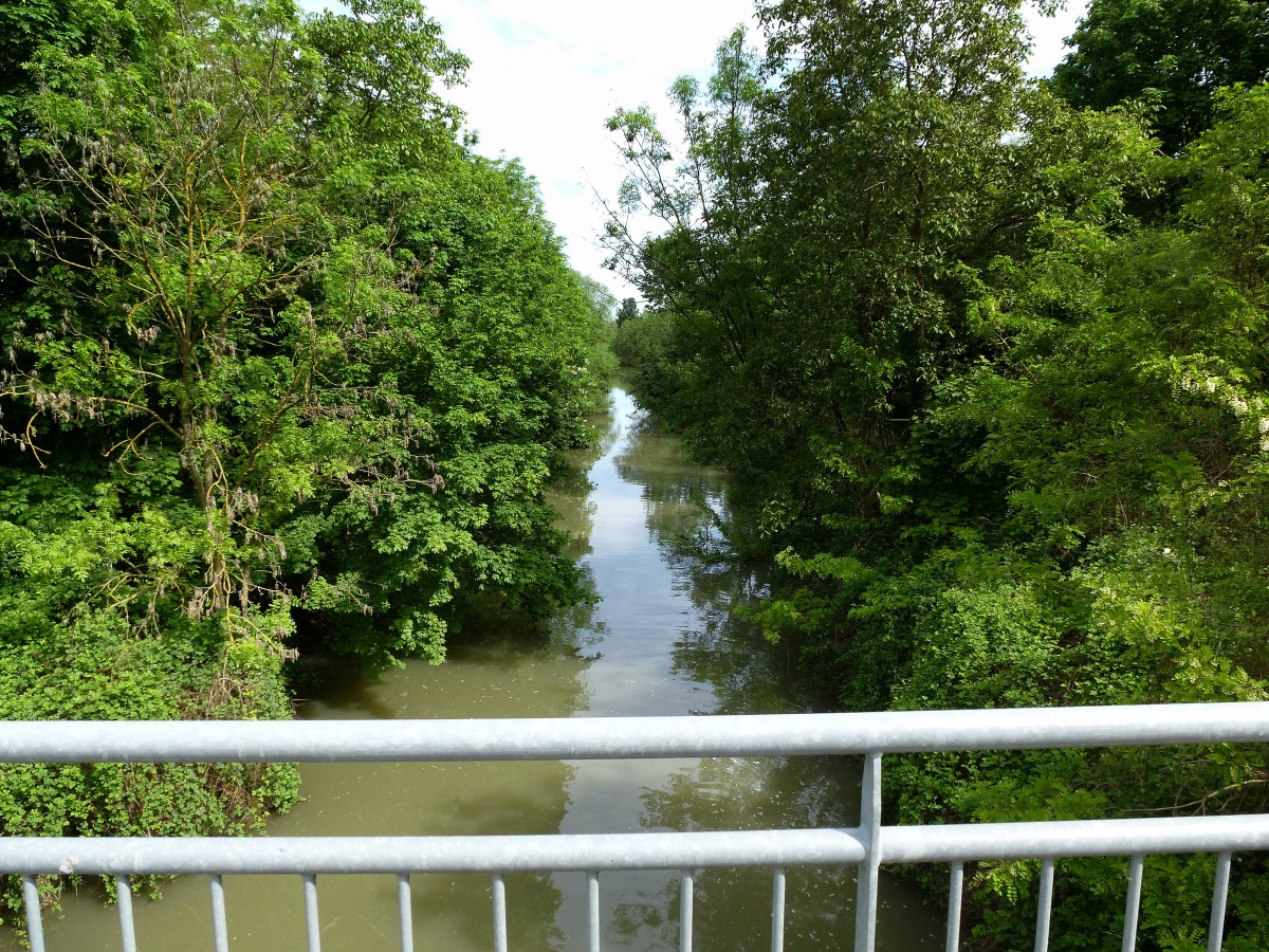 Alter Rhein-Rhone-Kanal bei Biesheim im Elsa, da der Kanal auf diesem Abschnitt nicht mehr genutzt wird, ist die Natur im Vormarsch, Mai 2015