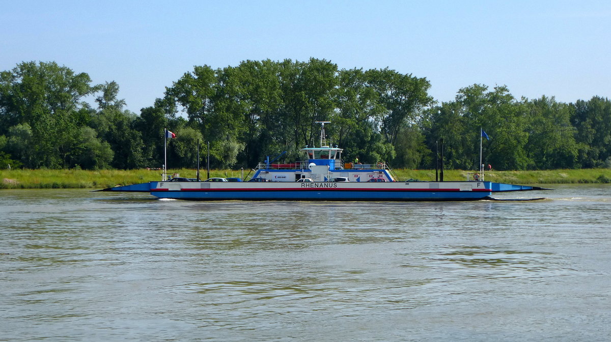 Autofhre  Rhenanus , am Rheinbergang Kappel-Rhinau, Juni 2016