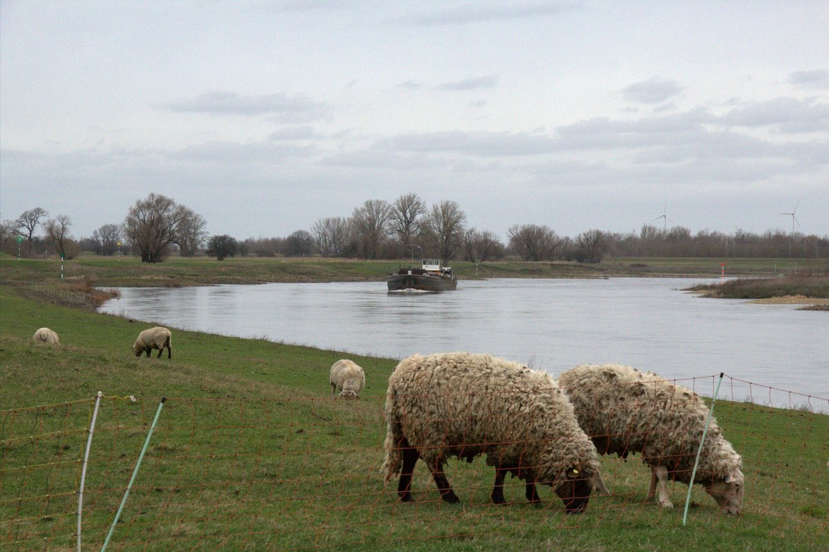 Blick auf die Elbe zu Tal unterhalb der Fähre Prettin am 24.02.2020. Das GMS Apollo (08451013) fuhr zu Berg.