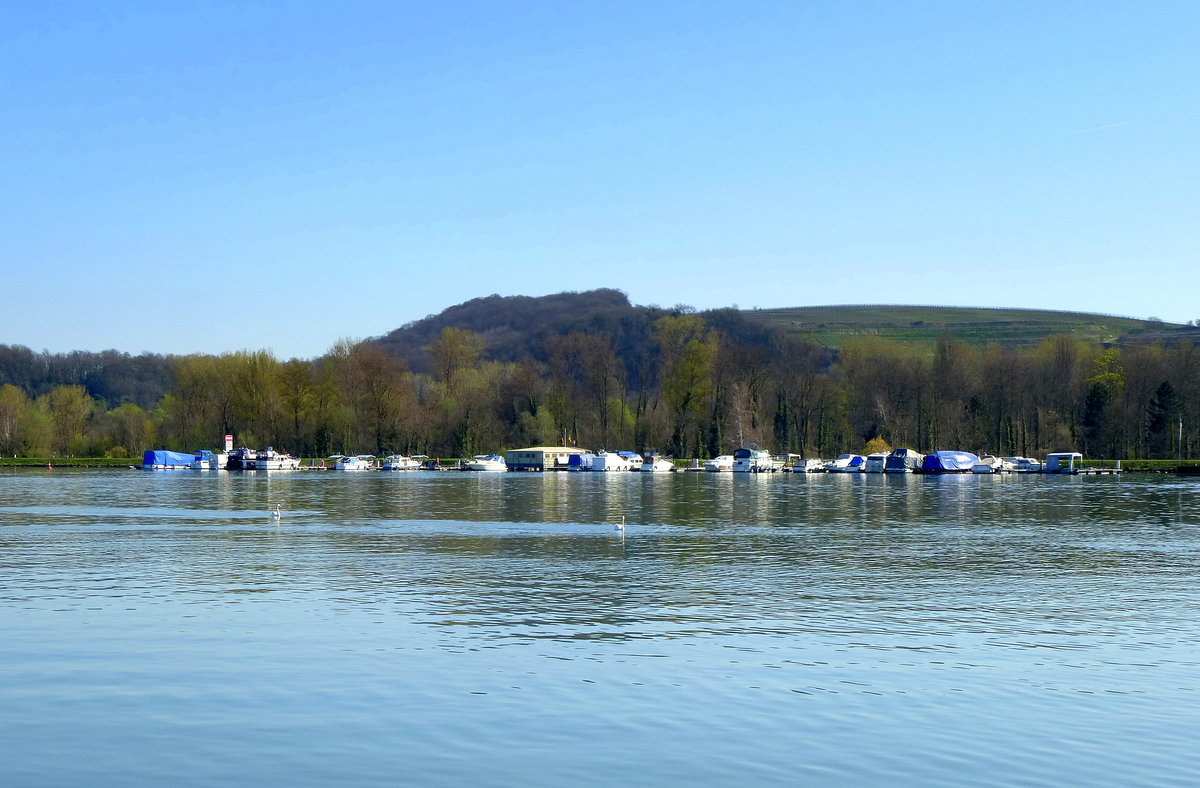 Blick ber den Rhein zum Nautic-Club Burkheim am Kaiserstuhl, Mrz 2017