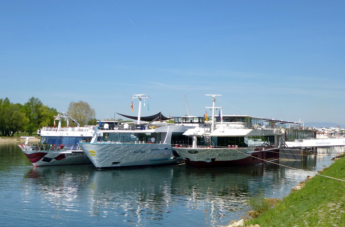 Breisach am Rhein, Bugansicht der drei Kreuzfahrtschiffe v.r.  Serena ,  Alena ,  A-Rosa Flora  April 2018