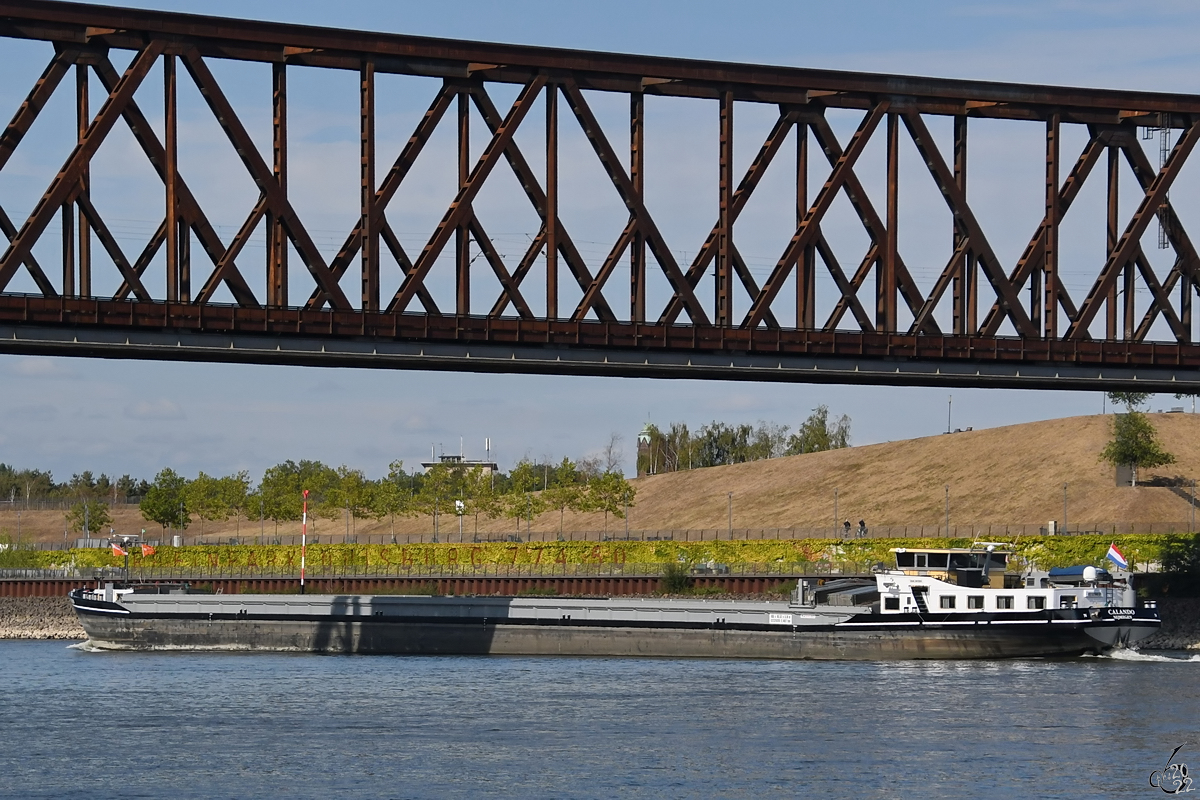 Das Gütermotorschiff CALANDO (ENI: 02318352) befährt den Rhein, so gesehen Ende August 2022 in Duisburg.