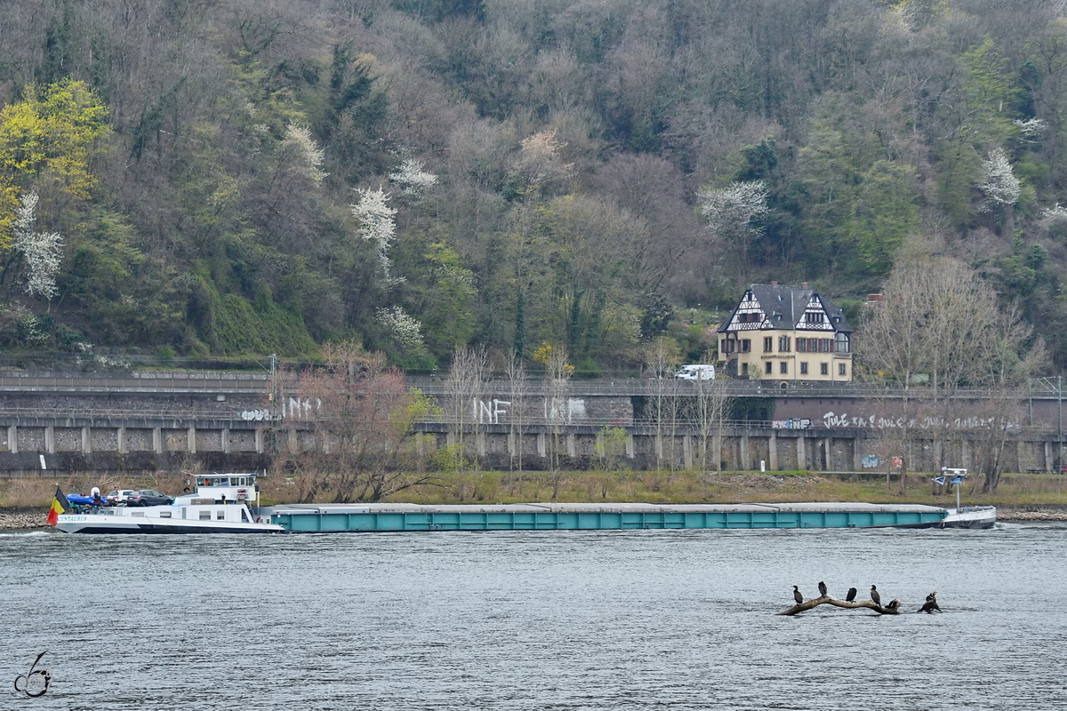 Das Gütermotorschiff CENTAURUS (ENI: 02326975) ist auf dem Rhein unterwegs. (Unkel, April 2021)