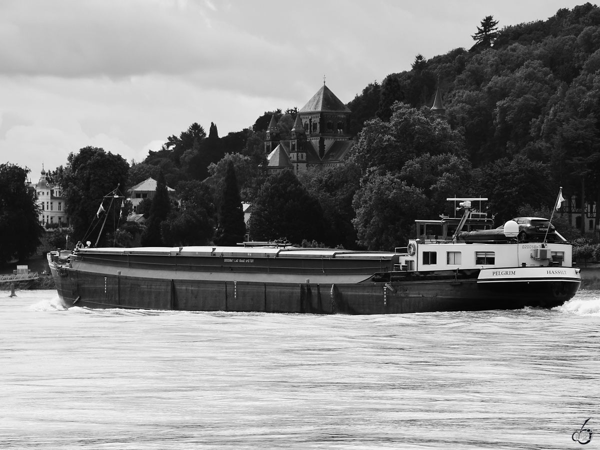 Das Gütermotorschiff PELGRIM (ENI: 06003104) auf dem Rhein, so gesehen Anfang August 2021 bei Remagen.