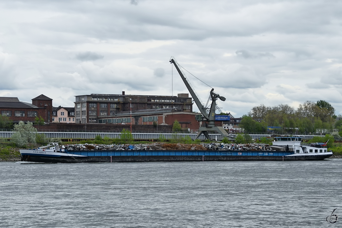 Das mit Schrott beladene Gütermotorschiff ANNABELL (ENI: 04804370) ist auf dem Rhein unterwegs, so gesehen Anfang Mai 2021 in Duisburg.