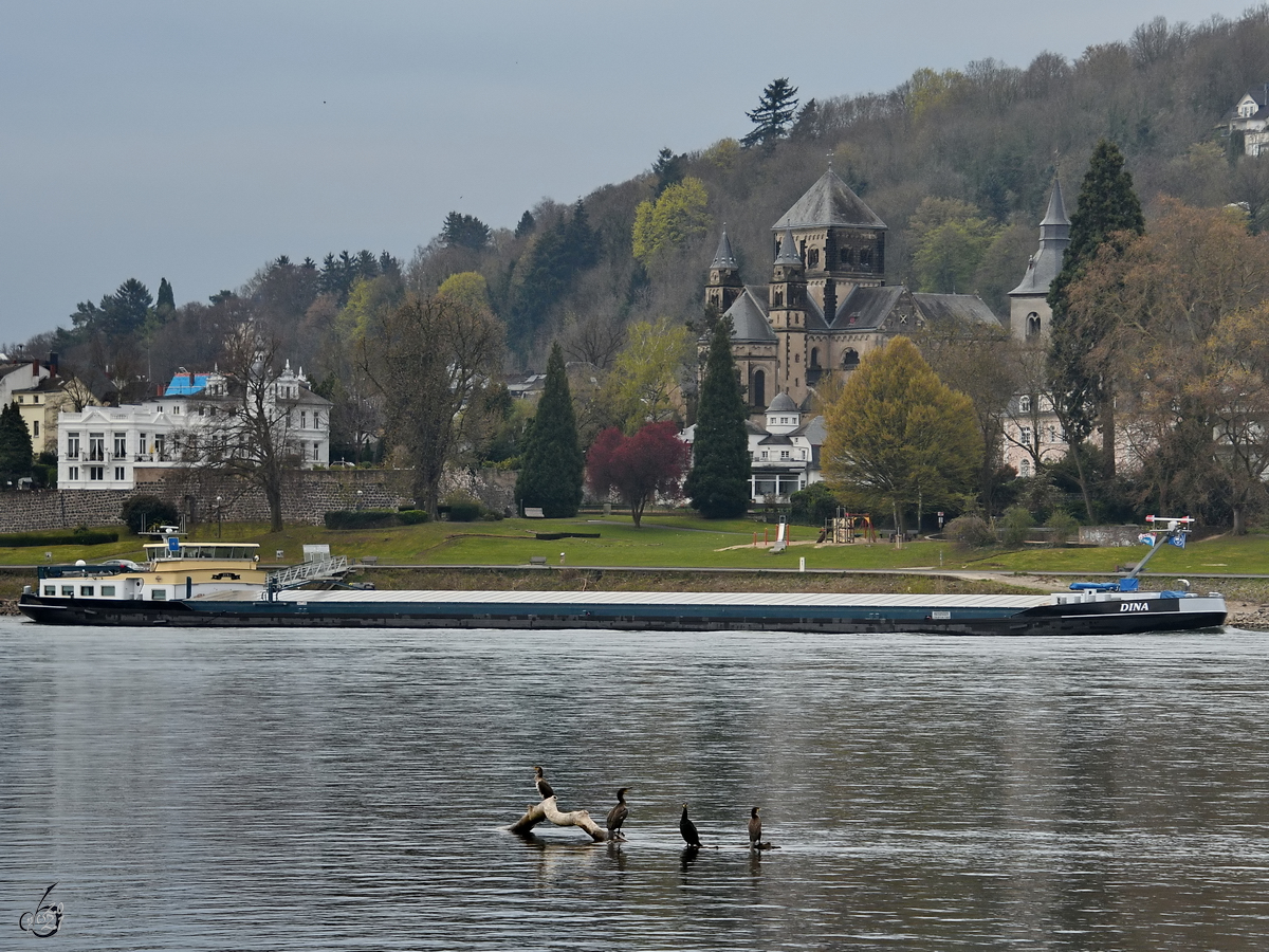 Das Motorgüterschiff  DINA  (ENI: 02325325) ist Mitte April 2021 auf dem Rhein unterwegs.