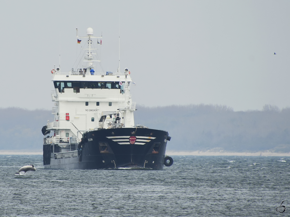 Der Delfin Delle dürfte aktuell die Hauptattraktion von Travemünde sein, da werden schnell die einlaufende Schiffe, wie das Tankschiff FOX LUNA (IMO: 9390458) zur Nebensache. (Mai 2023)