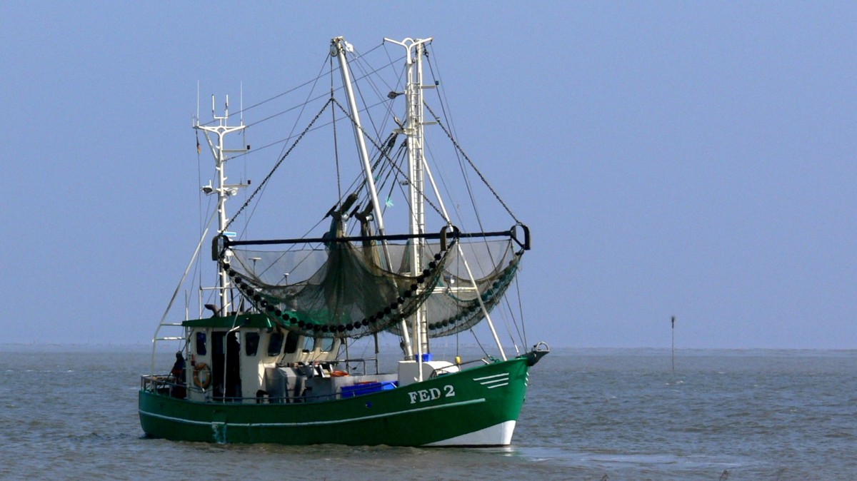 Der Krabbenkutter Seestern am 22.05.2009 vor Fedderwardersiel.