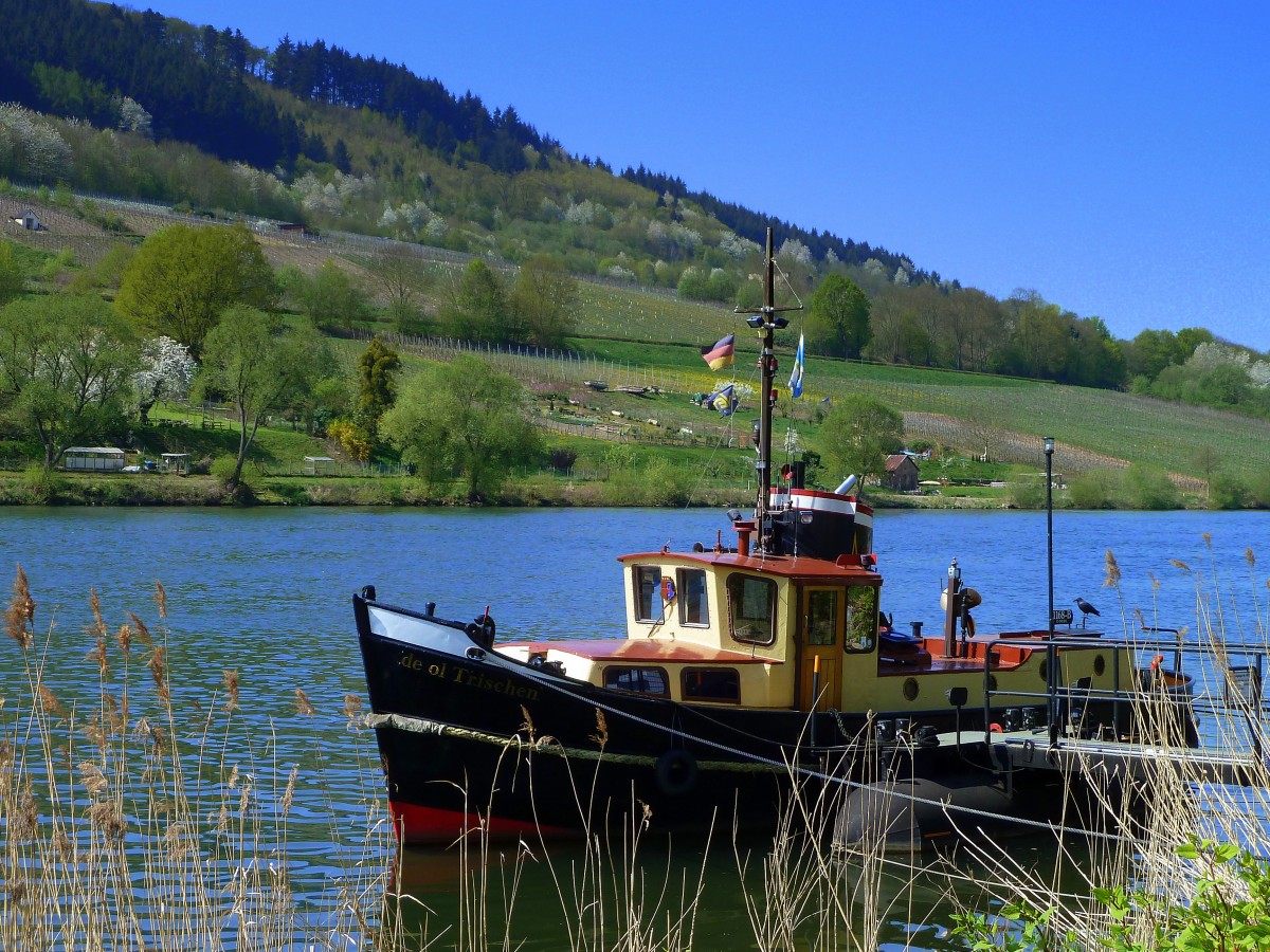 Deutschland, Rheinland-Pfalz, Merl zwischen Zell und Bullay an der Mosel,  de ol Trischen  wurde als Schleppboot für die Arbeit mit Schuten im Wattenmeer (Behördenboot) bis zur Außerbetriebsetzung Mitte der 80er Jahre eingesetzt. Daher hat sie geringen Tiefgang und einen flachen Boden, so konnte Sie im Wattenmeer ohne weiteres trockenfallen. Heimathafen war Friedrichskoog. Baujahr: 1949 - Motorisierung: luftgekühlter Deutz 6-Zylinder Diesel. Vom Mosel Radweg aus fotografiert am 23.04.2015