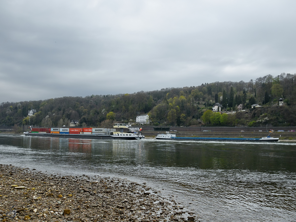 Die Gütermotorschiffe  WIELINGEN  (ENI: 06105126) und MONDEO (ENI: 02328092) auf dem Rhein unterwegs. (Unkel, April 2021)