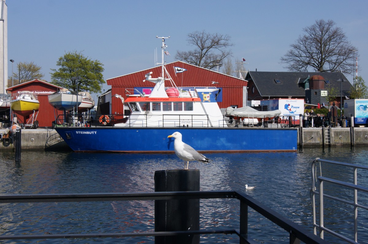 Die Steinbutt, ein Schiff der Fischereiaufsicht liegt im Alten Strom in Warnemünde während eine Möwe auf Beute lauert.