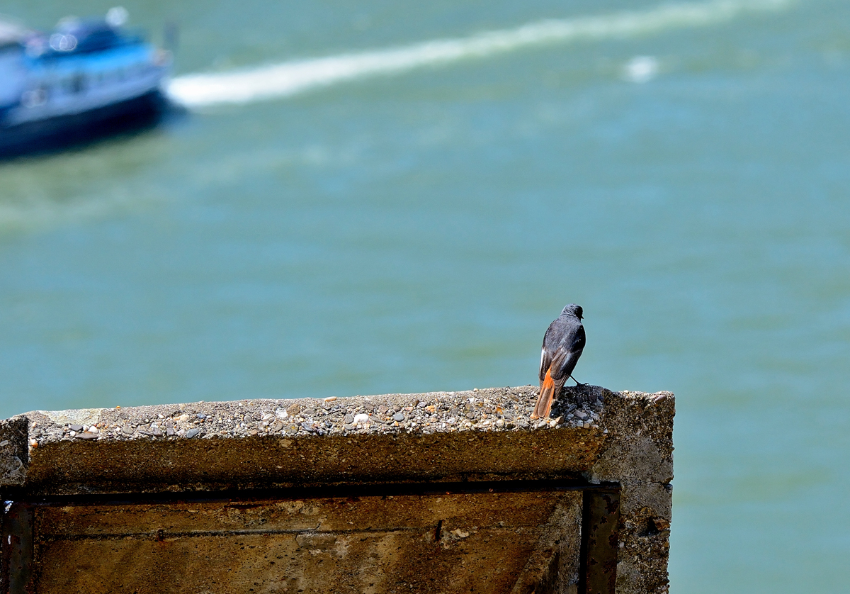 Die  Wacht am Rhein , Hausrotschwänzchen beobachtet Schiffsverkehr auf dem Rhein von der Erpeler Ley aus bei Remagen - 17.06.2015