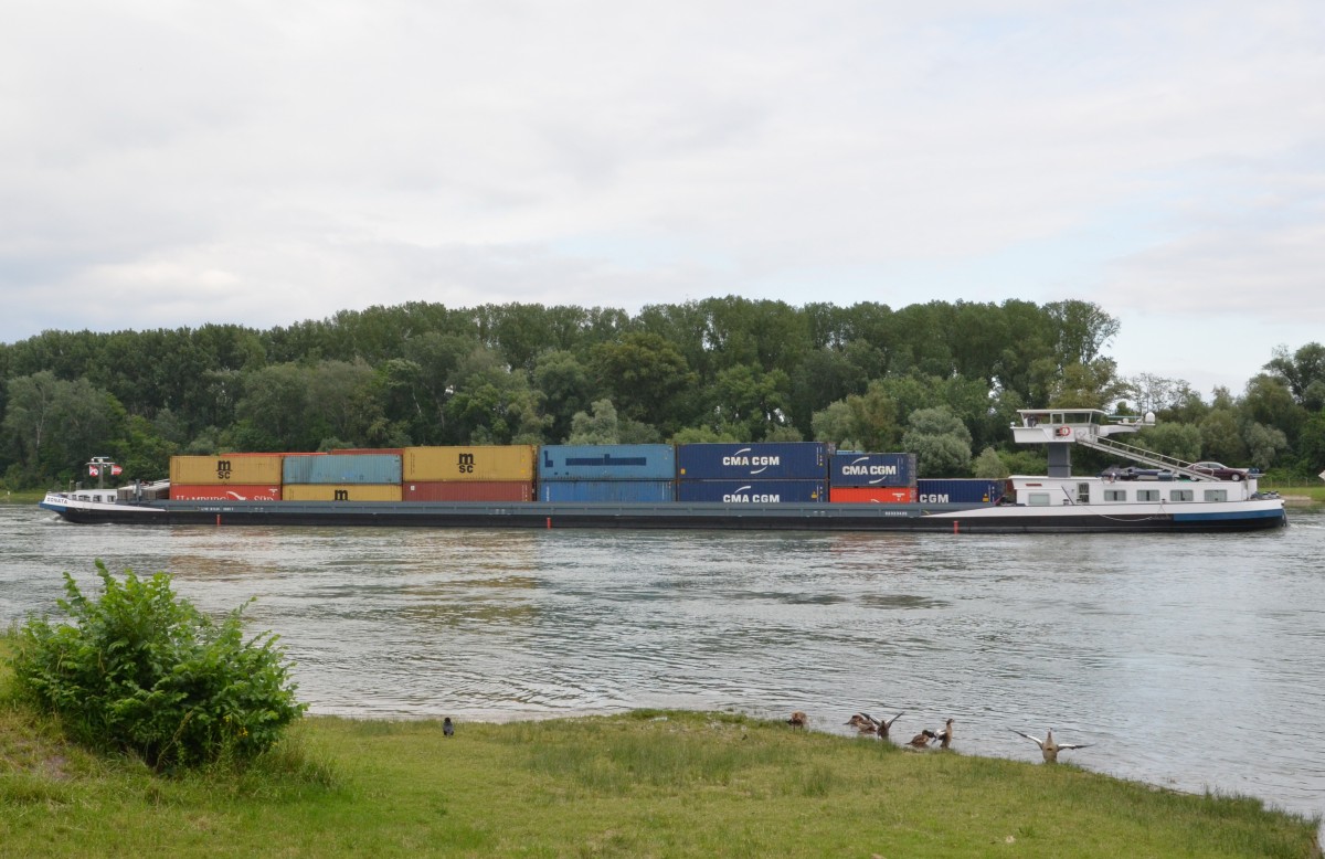 ,,Donata“  Containerschiff auf dem Rhein bei Germersheim am 09.06.2015, Heimathafen Terneuzen. L.: 110m, B.: 11,45m.