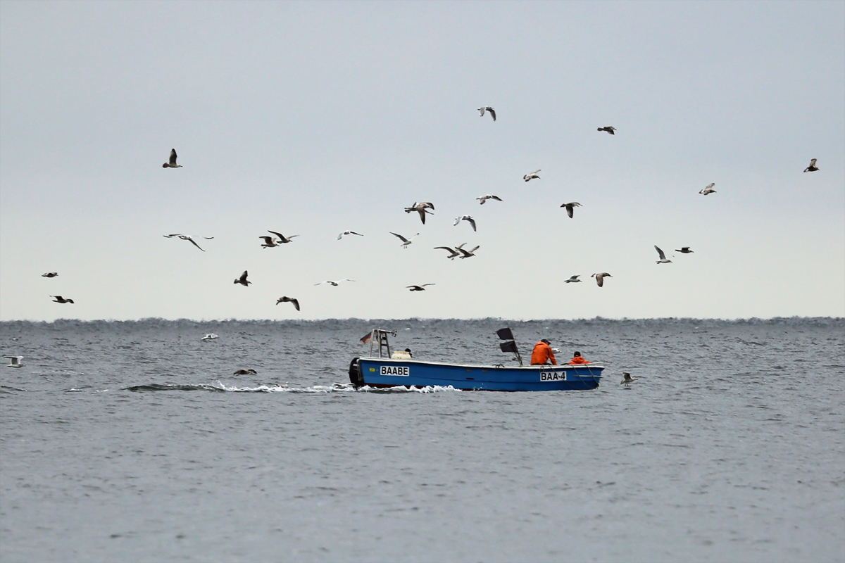 Ein kleines Fischerboot aus Baabe (BAA-4) wird von einer Schar Möwen begleitet. - 06.10.2018
