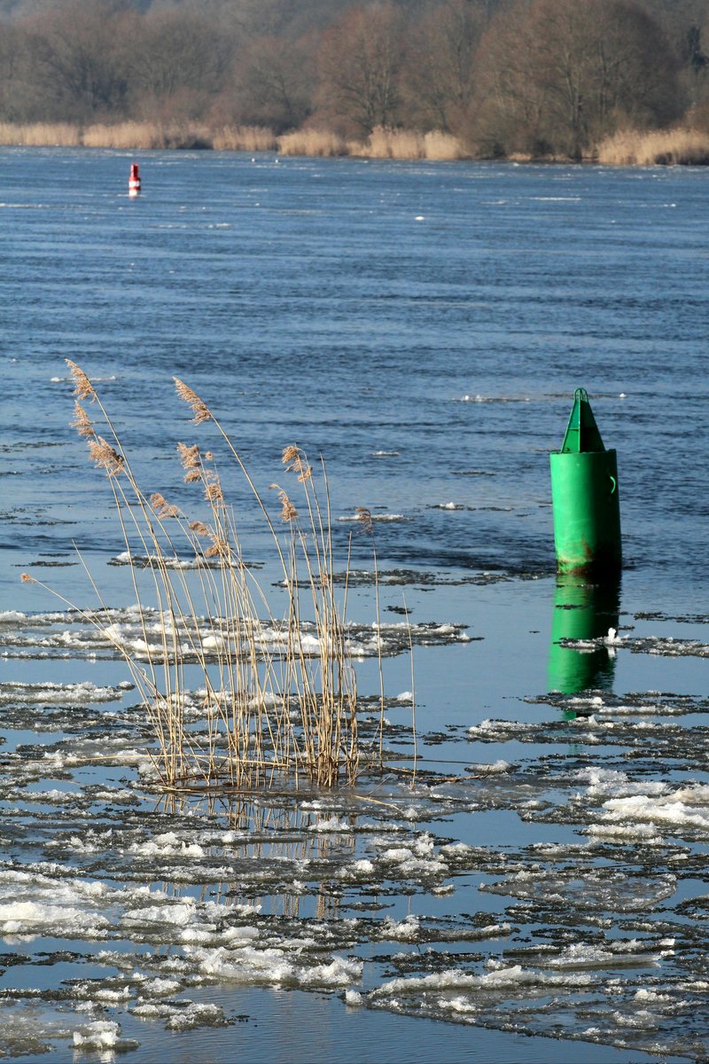 Fahrwassertonne und im Eis verankertes Schilf am 14.02.2017 auf der Elbe bei Artlenburg.