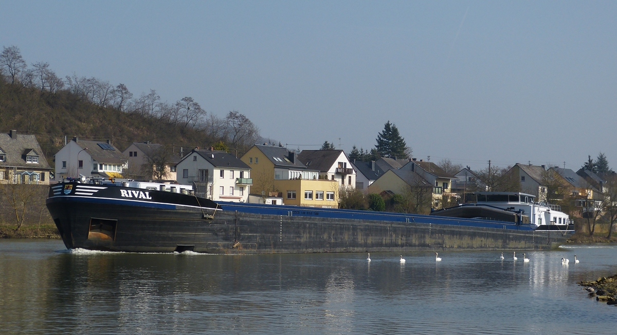 Frachtschiff RIVAL  ENI Nr 02325225 ; L 109,88 m ; B 11,45 m ; Tiefgang 3,24 m ; Tonnage 2725 t ;  Bj 2001 ;  Frhere Schiffsnamen  Hendi-Theja ; Avalon ;   Aufgenommen am 07.03.2014 auf der Mosel nahe Wasserbillig