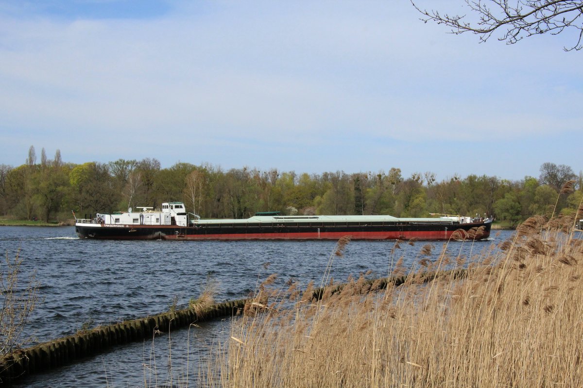 GMS Calbe (04030850 , 67 x 8,20m) am 15.04.2020 auf Havel-Bergfahrt Höhe Sacrow-Kirche und dem Krughorn. 