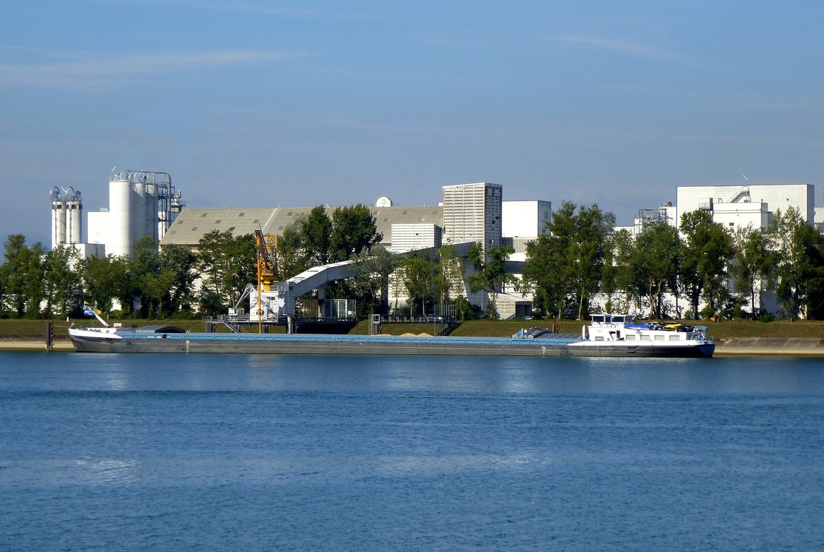 GMS  Loma , an der Verladestelle in Marckolsheim/Elsa, L=110m, 2800t, 1836PS, Baujahr 2009, fhrt unter belgischer Flagge, Sept.2016