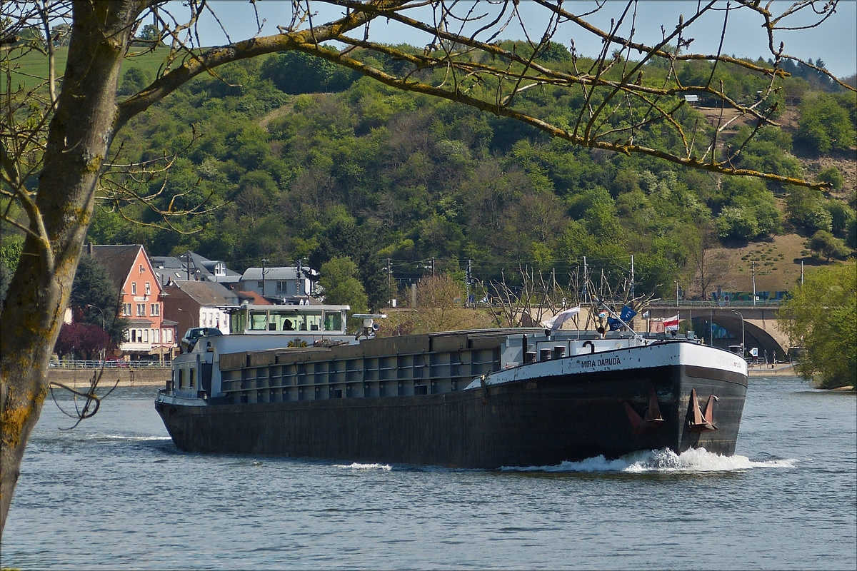 GMS Mira Daruda  Euro Nr. 02314193, fährt flussaufwärts auf der Mosel an Wasserbillig vorbei. Schiffsdaten  L 73 m, B 8,20 m, Tonnage 1153 t, Bj 1963,gebaut in der Weserweft in Minden unter der Baunr. 3523. (Hans)  30.04.2017