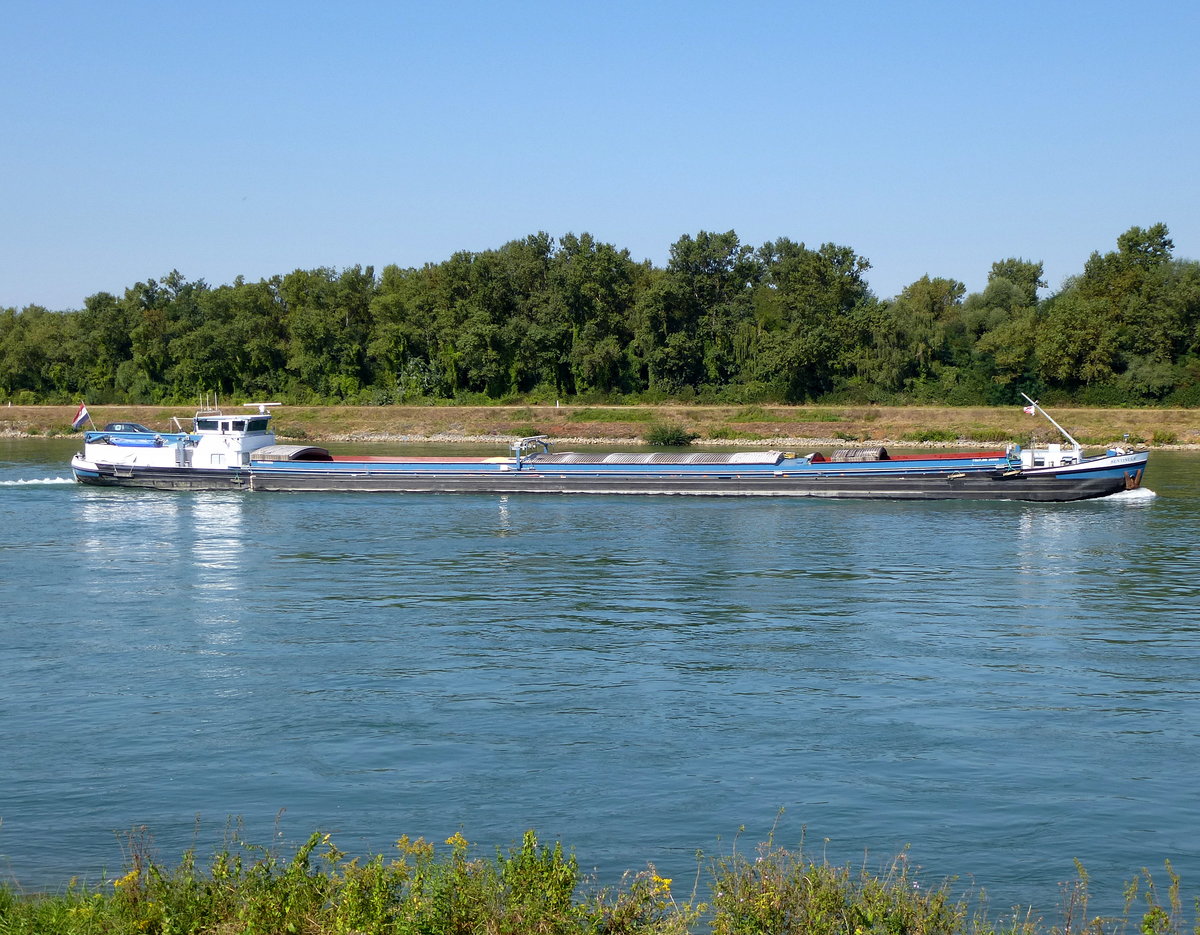 GMS  Sentinela , rheinabwrts nrdlich von Marckolsheim/Elsa, L=72m, 1000t, 548PS, Baujahr 1962, fhrt unter niederlndischer Flagge, Sept.2016