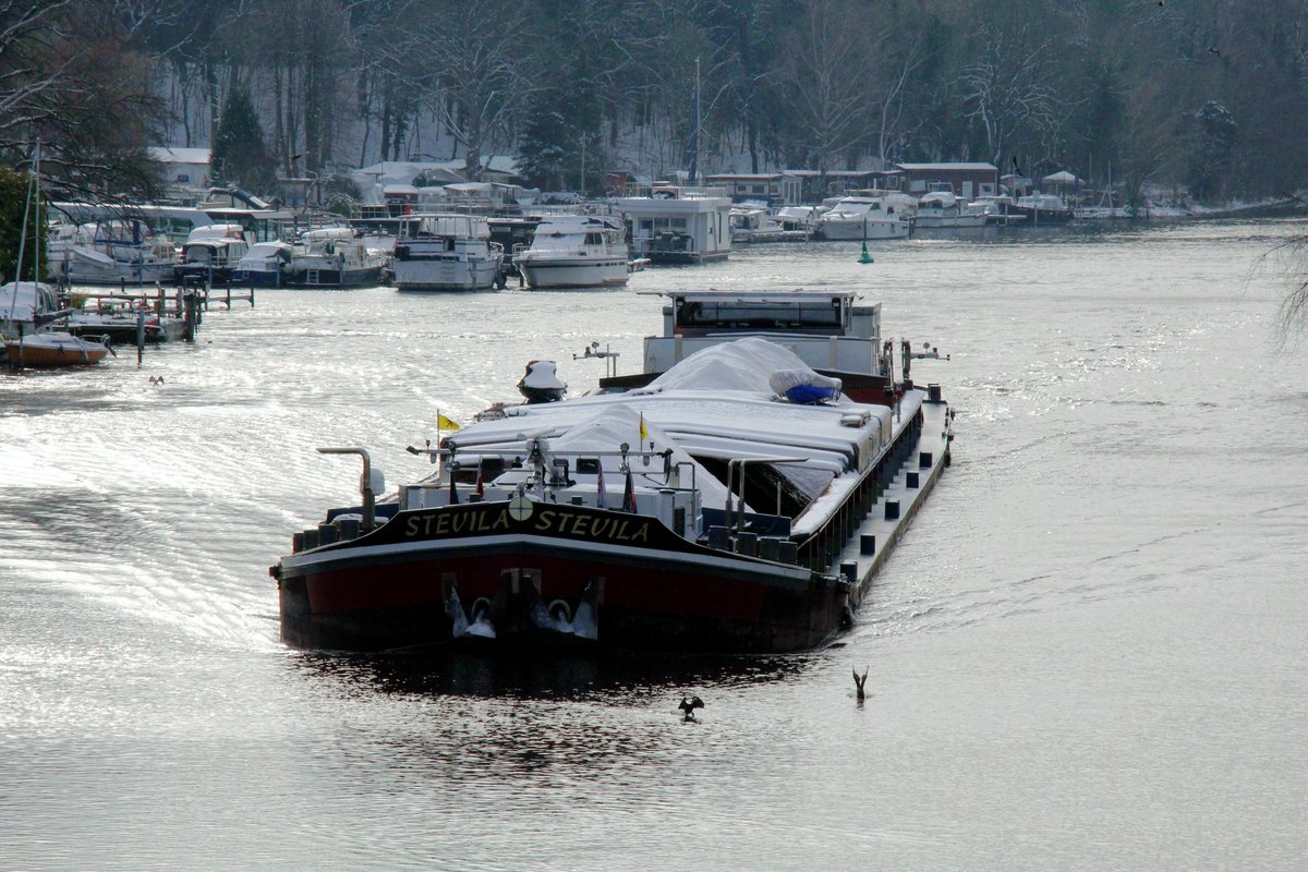 GMS  STEVILA  (06002666 , 95 x 11m) am 01.02.2021 auf  HAVEL - Bergfahrt zw. den Pichelsdorfer Gmünd und der Freybrücke in Berlin-Spandau.