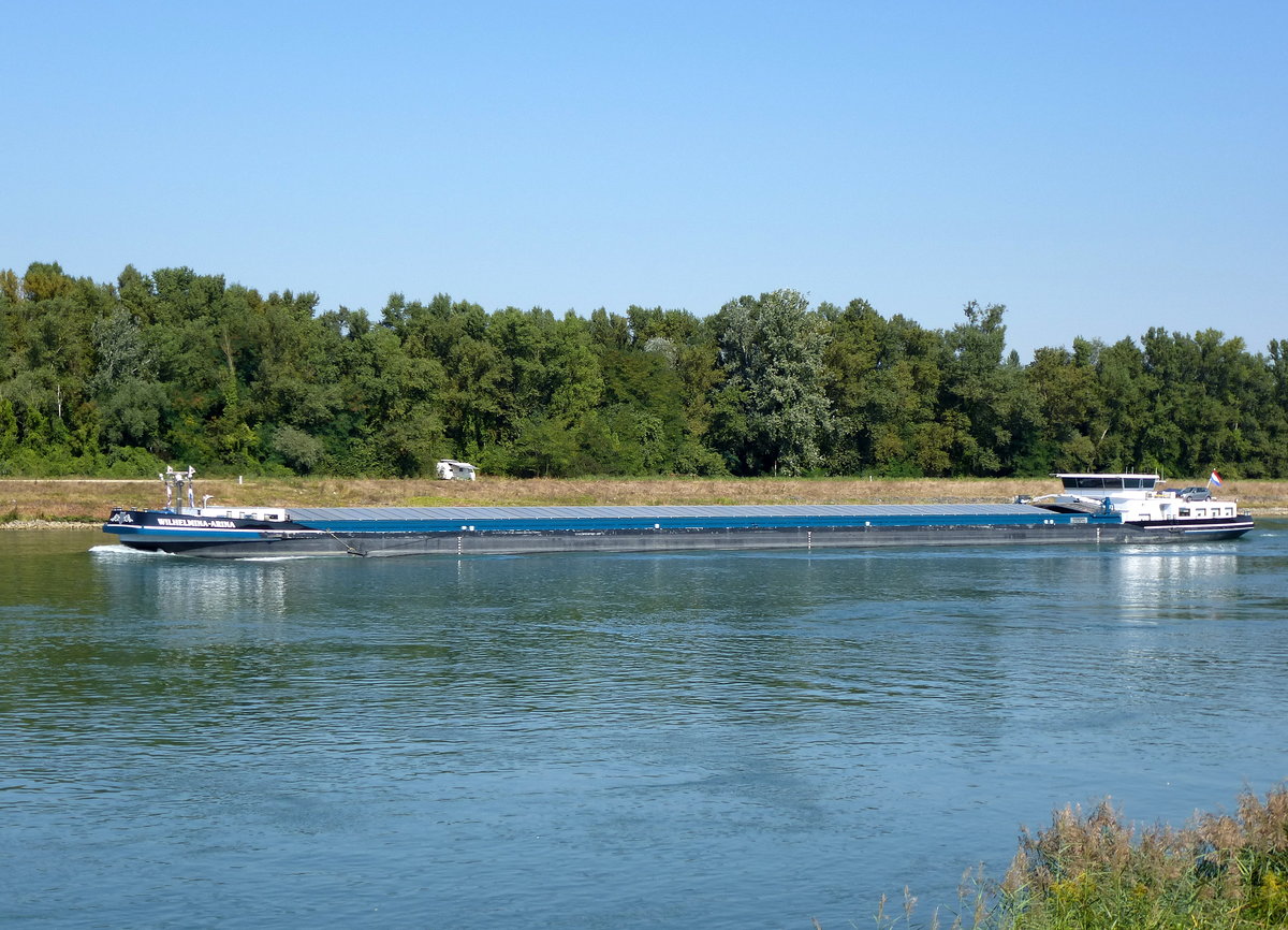 GMS  Wilhelmina-Arina , rheinaufwrts vor Marckolsheim/Elsa, L=110m, 3450t,1700PS, Baujahr 2009, fhrt unter niederlndischer Flagge, Sept.2016