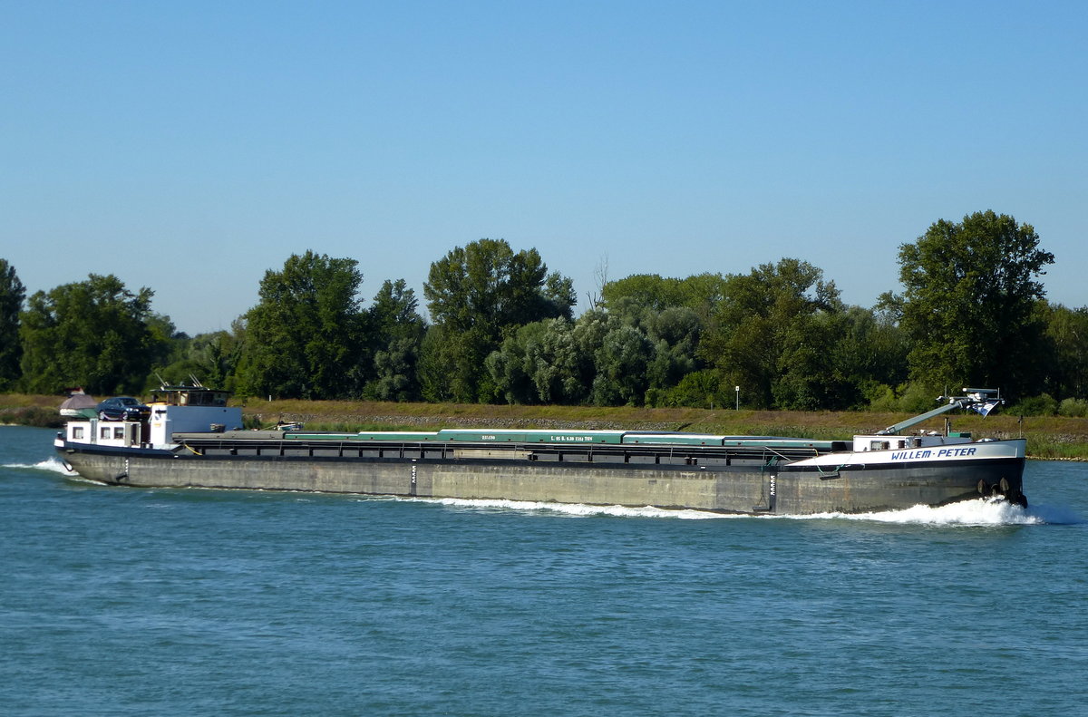 GMS  Willem Peter , rheinabwrts nrdlich von Marckolsheim/Elsa, L=85m, 1324t, 1000PS, Baujahr 1962, fhrt unter niederlndischer Flagge, Sept.2016