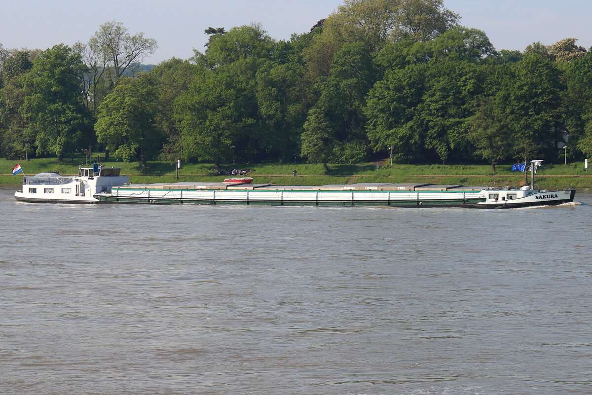 Gütermotorschiff SAKURA, ENI: 02323840, Flagge: NL, rheinabwärts bei Königswinter am 14.05.2023.