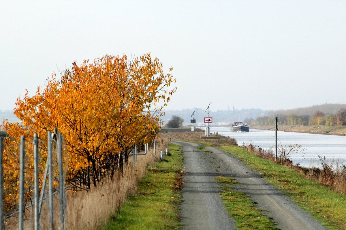 Herbst am Mittellandkanal Höhe Barleber See I. Die Blätter haben eine tolle Farbe und auf dem Kanal nähert sich das GMS Bonata (04022740) aus Richtung Haldensleben kommend. 24.11.2016