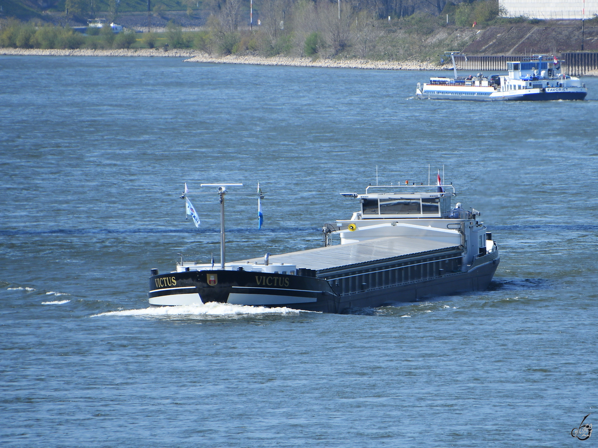 Im Bild das Gütermotorschiff VICTUS (ENI: 02331961), welches Mitte April 2021 auf dem Rhein unterwegs war.