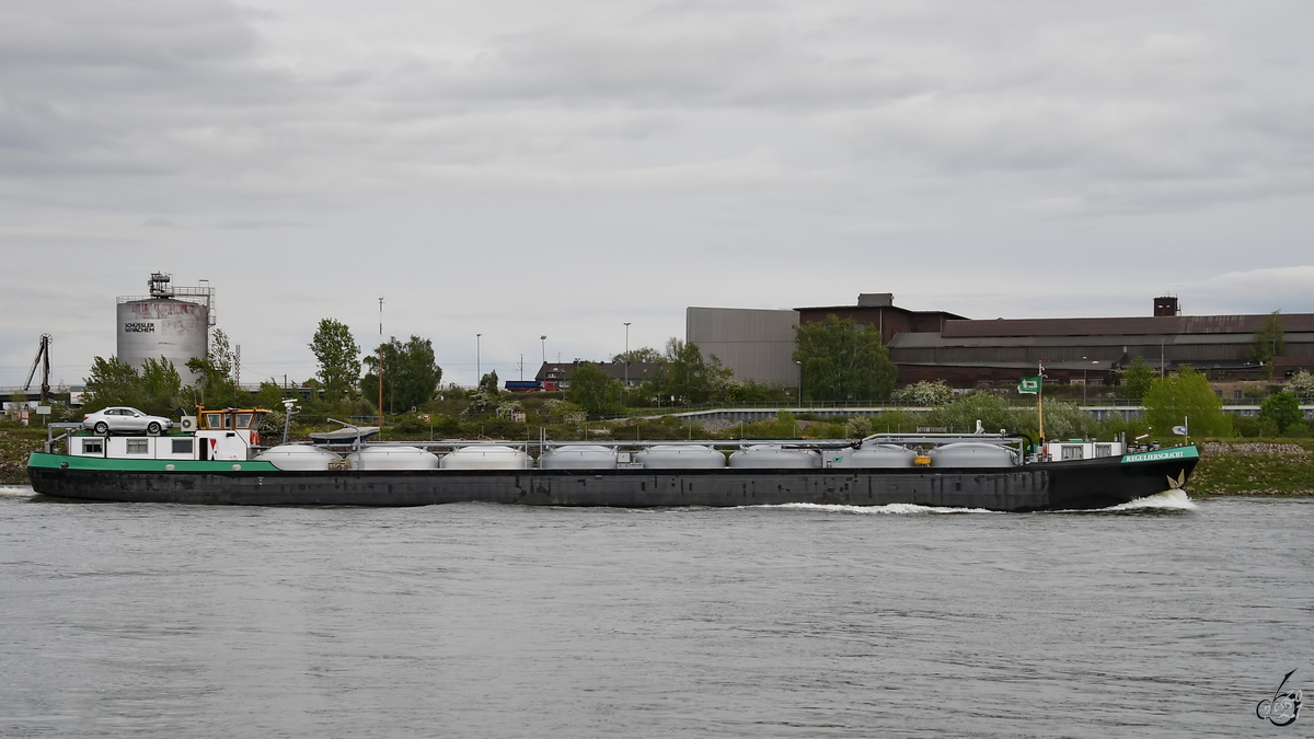 Im Bild der Pulvertanker REGULIERSGRACHT (ENI: 02312401), welcher Anfang Mai 2021 auf dem Rhein bei Duisburg unterwegs war.