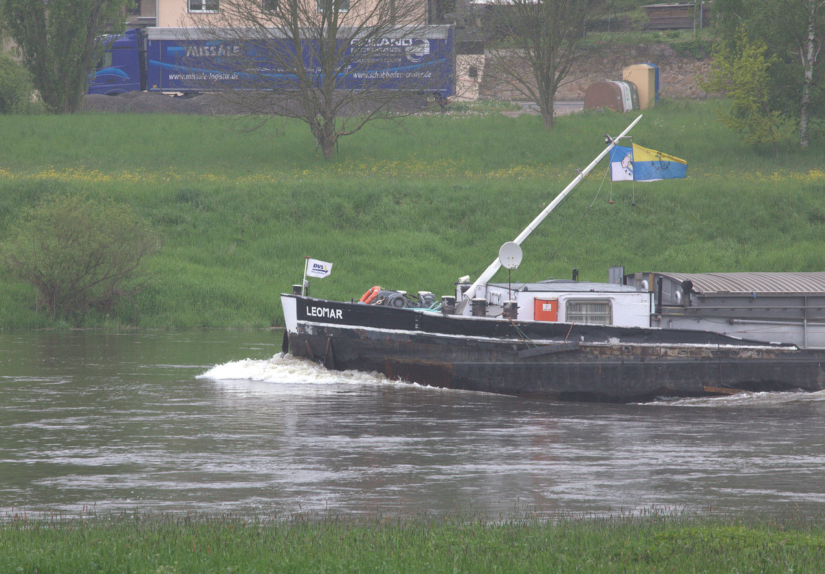 Leomars  Nase  auf der Elbe Höhe Niederlommtzsch. 06.05.2017 10:49 Uhr.