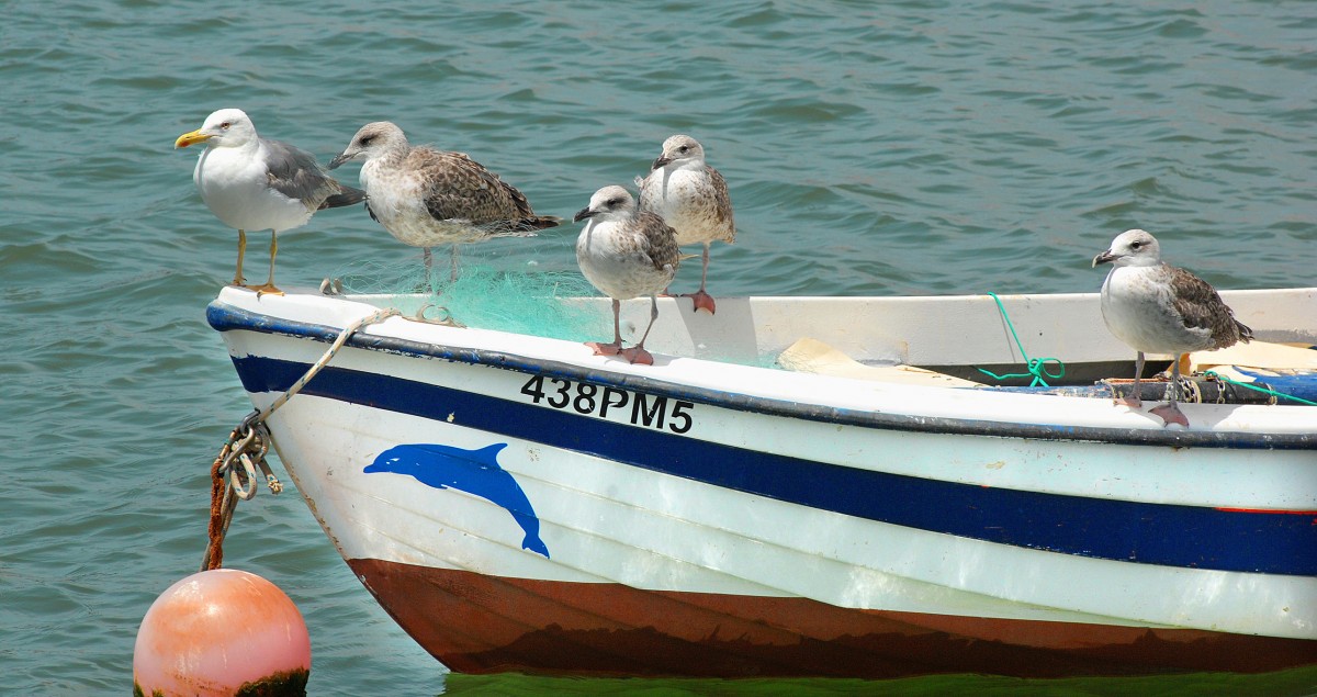 Möwen auf dem Boot 438PM5 im Hafen von Portimão. Aufnahmedatum: 25. Juli 2010.