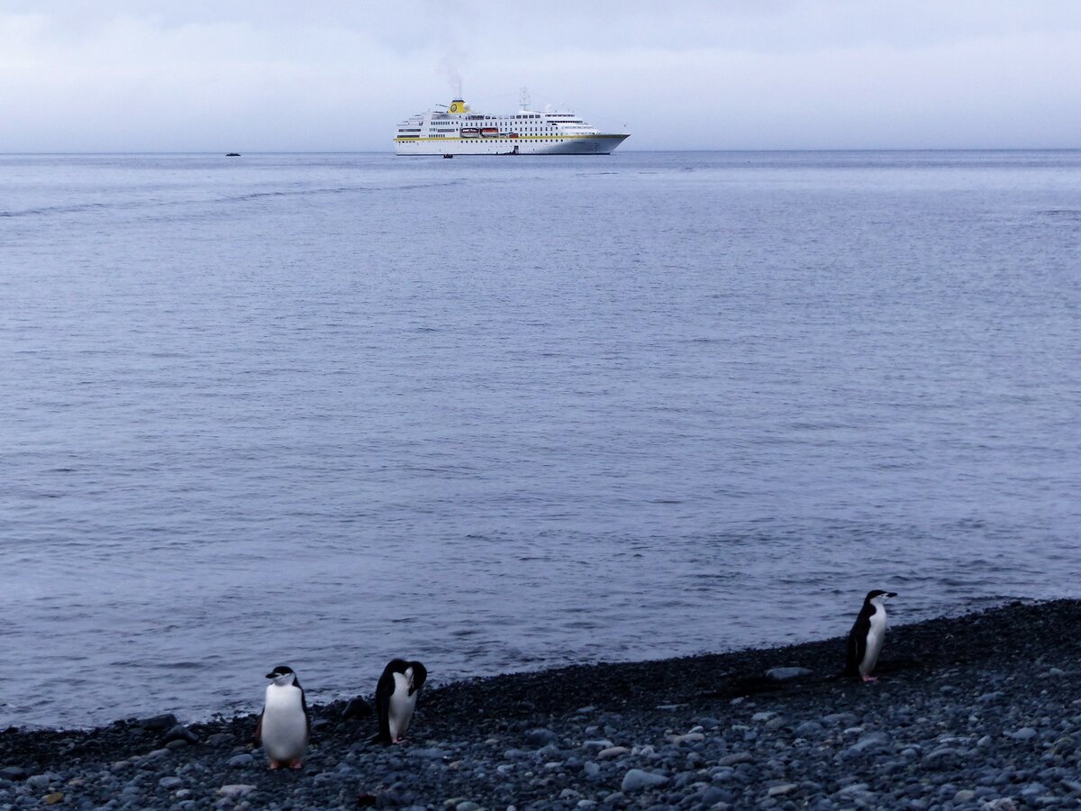 MS Hamburg auf Reede vor Yankee Harbor - Greenwich Island -  Süd Shetland Inseln - Antarktis  am 8.1.2022. Im Vordergrund 3 Zügelpinguine.