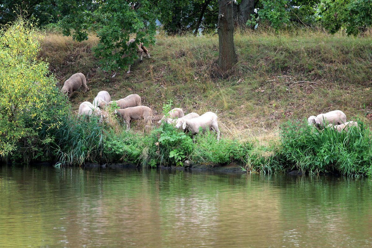  Rasenmäher  am 17.08.2013 am Ufer des Mittellandkanales nahe Bergfriede. Ob die Tiere an diesem sehr warmen Tag auch an das erfrischende Nass des Gewässers interessiert waren kann ich leider nicht mehr sagen , ist aber immer wieder schön an zu sehen.