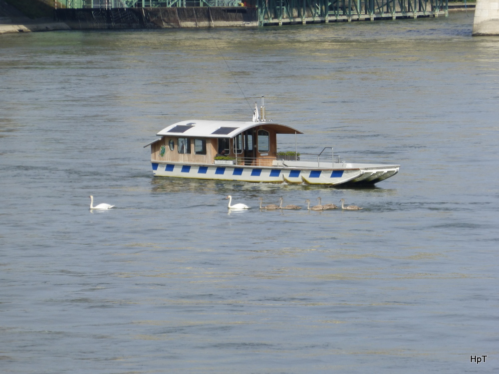 Rheinfähre VOGEL GREYFF unterwegs am 24.09.2014